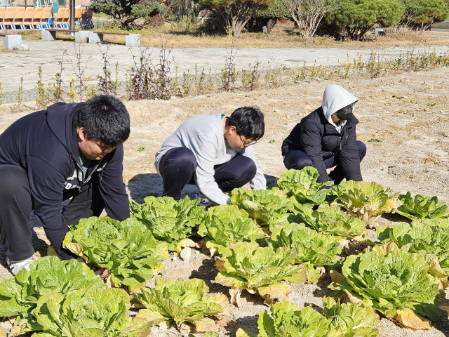 우성중학교는 학생들이 생태적 가치를 직접 체험하며 배추와 무를 수확하는 특별한 교육 활동을 진행했다.