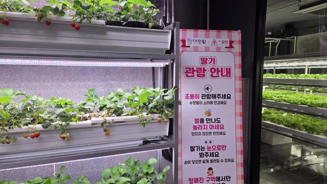 버려진 곳에 생명력을... 대전팜으로 변신한 폐지하보도 - 뉴스 썸네일 이미지