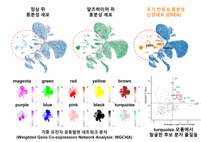 IBS, <b>알츠하이머</b> '치료 스위치' 찾았다…네이처 게재